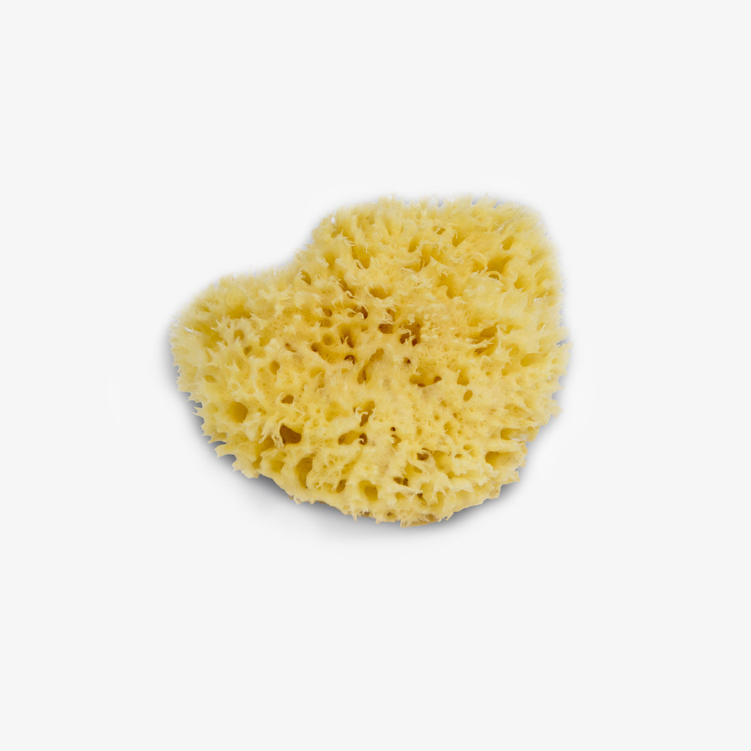 ספוג ים טבעי גדול