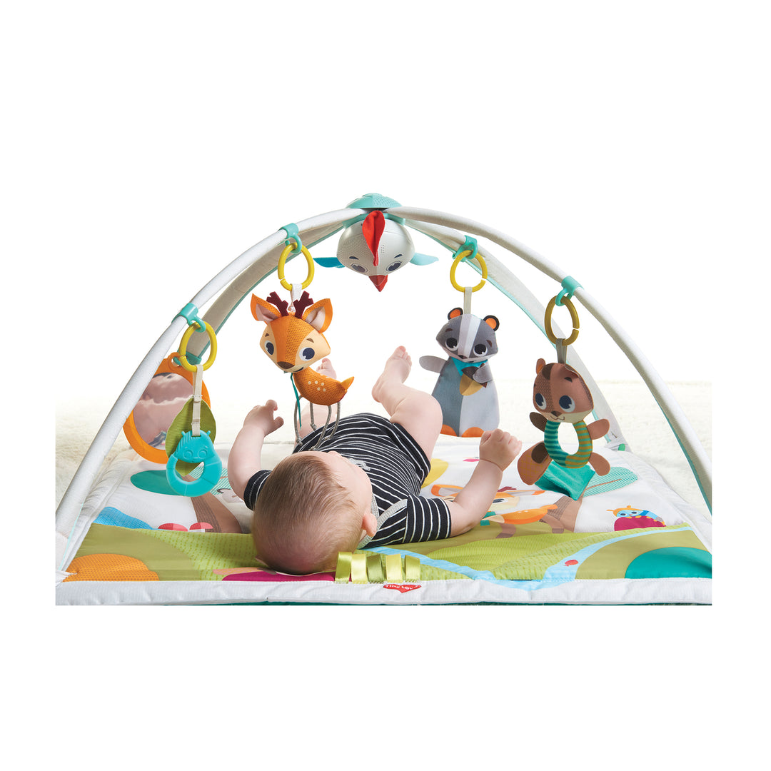 אוניברסיטה ג'ימיני חיות ביער