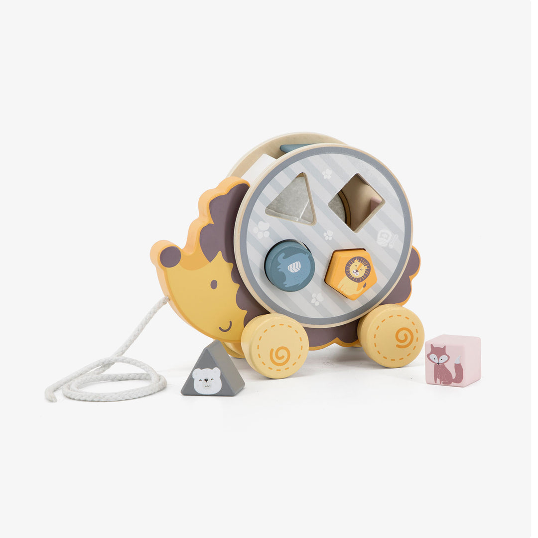 קיפוד התאם צורה