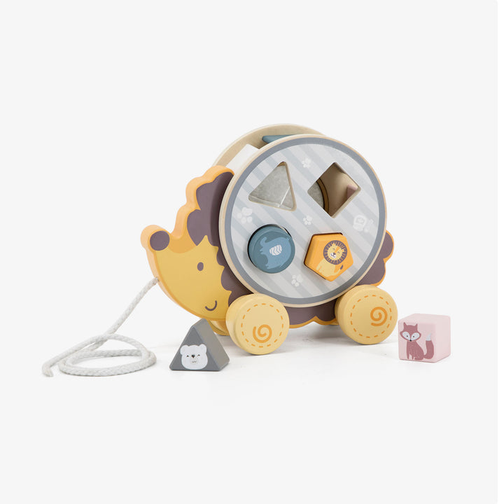 קיפוד התאם צורה