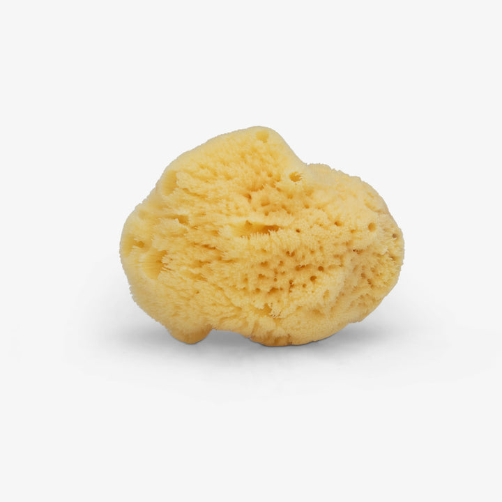 ספוג ים טבעי גדול